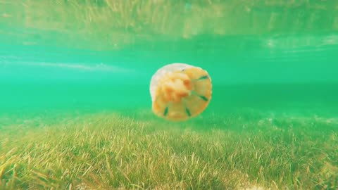 Very Cute Jelly Fish in Sea | Jelly Fish beautiful Colors and Types #MarineLife #OceanWonders