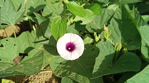 Sweet potato flower
