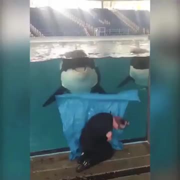 No one makes animals fool! (they should not be kept in captivity)