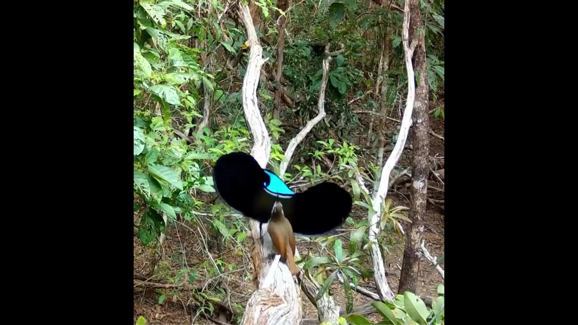 Interesting huh - Courtship dance of a bird of paradise
