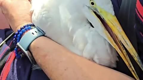 I need an emergency vet