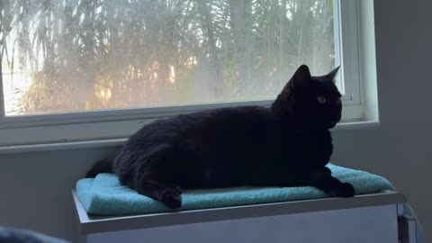 Cute Precious Piper Has a Spa Treatment - My Adopted Shelter Cat Vlog