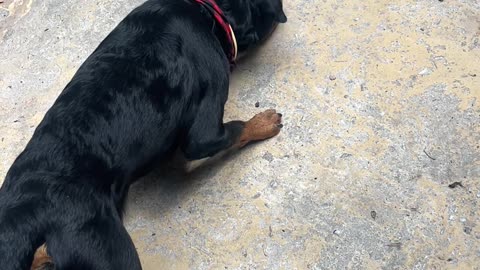 This Is Who I Chose to Protect the House