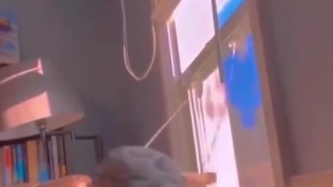 Lol 😂😂 Funny Cat 😂 | Hilarious Cat Moments & Fails 🐱🤣 | Animal Voice