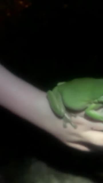 Campers Fawn Over Giant Tree Frog