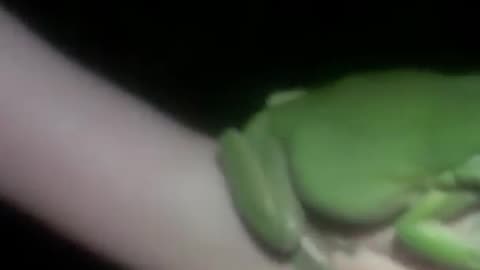 Campers Fawn Over Giant Tree Frog