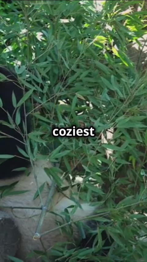 Panda Cam: Cutest Moments at the National Zoo!