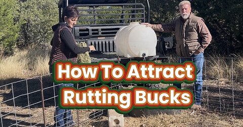 Best Tactics to Draw in Rutting Bucks!