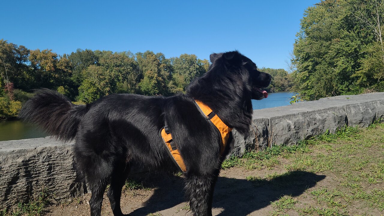 Erie Canal Richmond Aqueduct Park walk with Dug | Watch in 4k Res.!