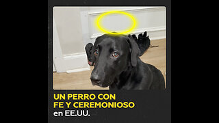 El perro que no come sin una oración