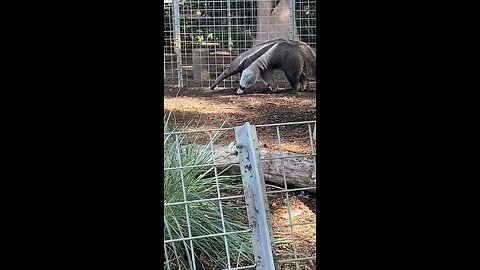 Giant Anteater #shorts #followme #trending #giantanteater #anteater