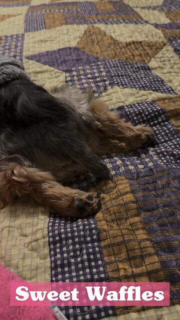 Our sweet Waffles
