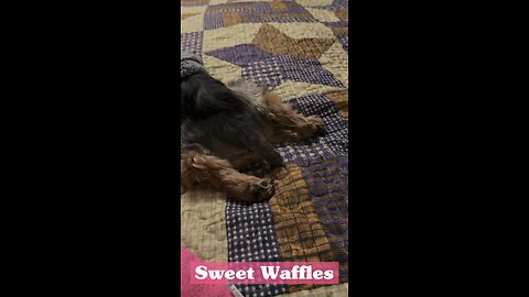 Our sweet Waffles