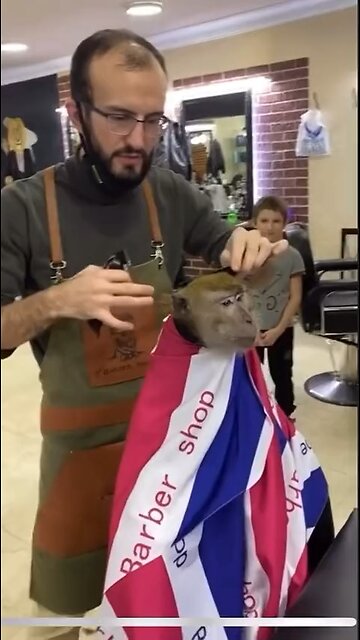 Monkey gets a haircut!