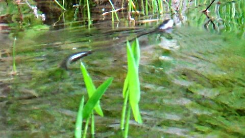 Water Snake