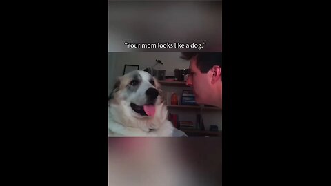 That dog’s reaction got me 😂🐾