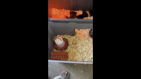 Day 2 of raising duck