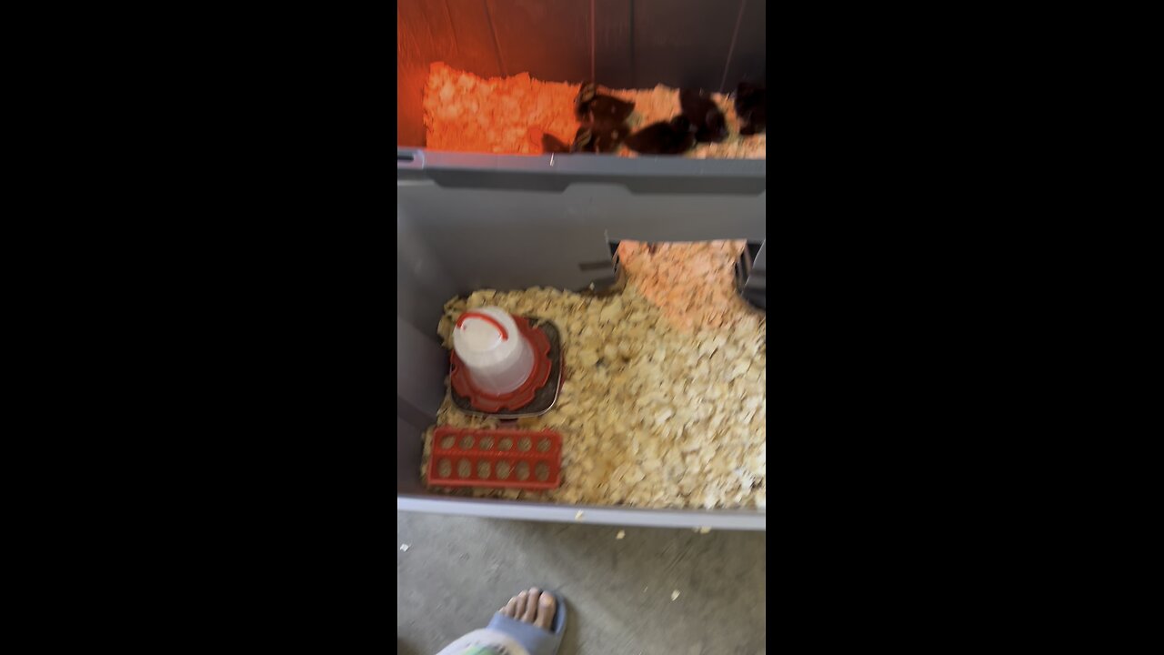 Day 2 of raising duck