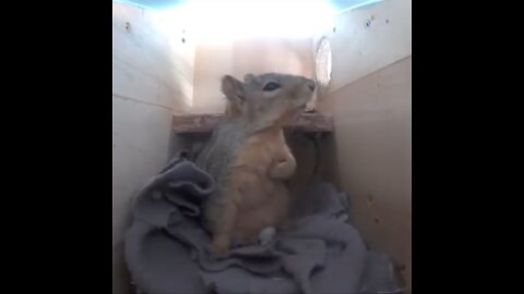 Fearful Hamster Wakes Up and Checks His Heartbeat!