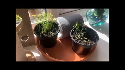 Growing Plants with Orgone Energy