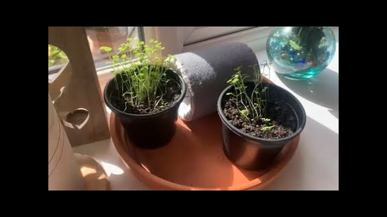 Growing Plants with Orgone Energy