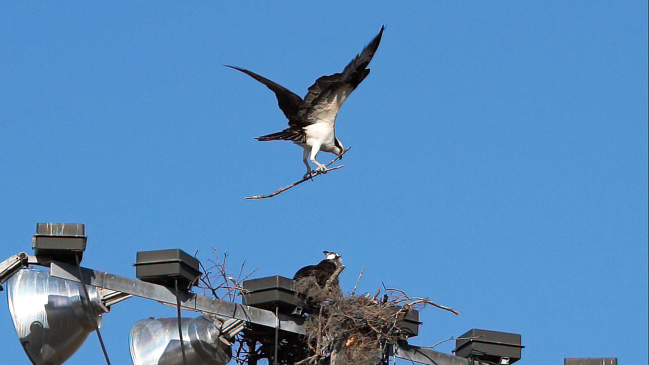 Osprey With Nesting Material