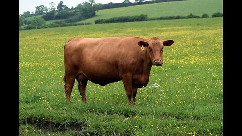 "Animal Agriculture Is inefficient" DEBUNKED