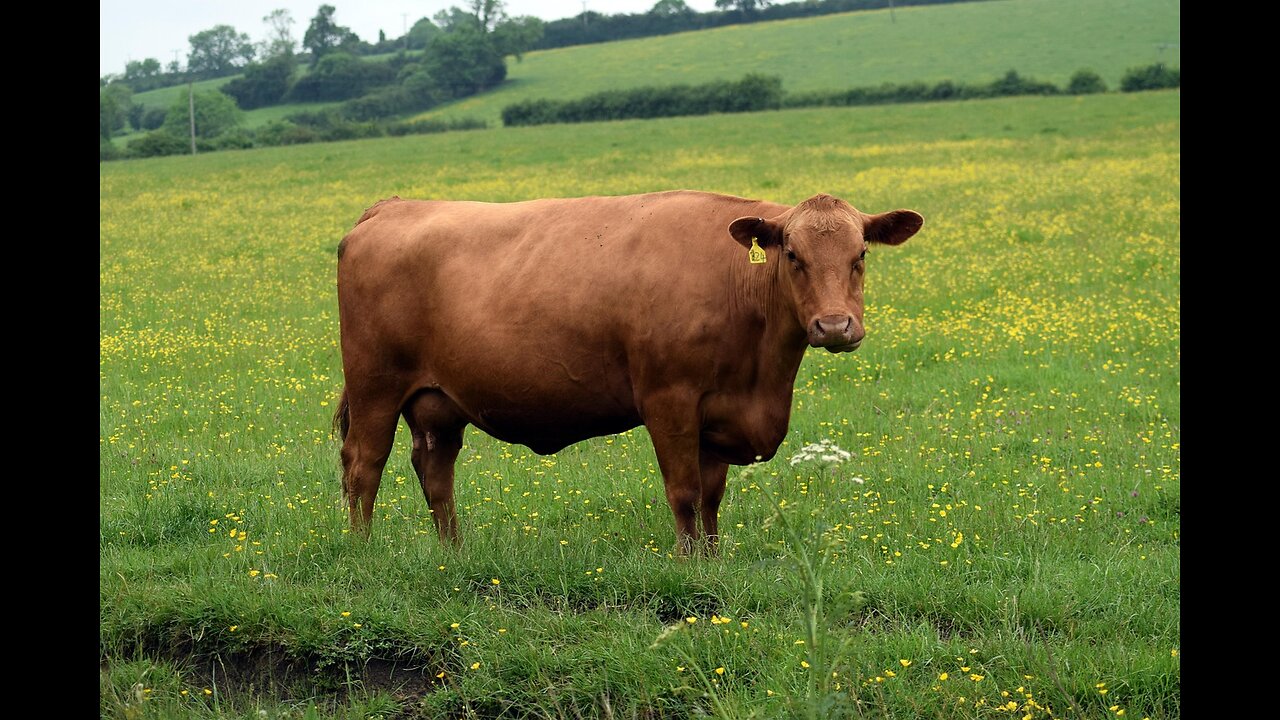 "Animal Agriculture Is inefficient" DEBUNKED