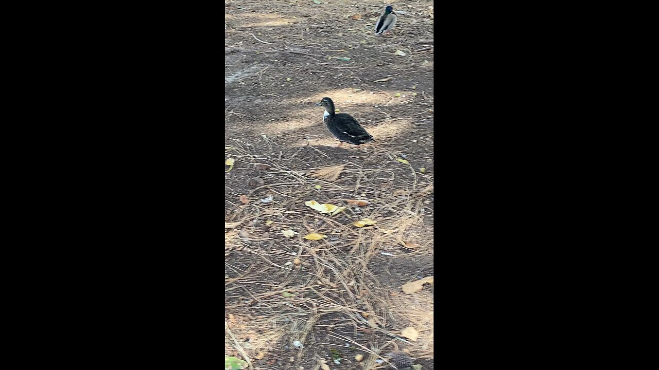 Swedish Duck 🦆 #duck #ducks #followme #shorts #viral #trending