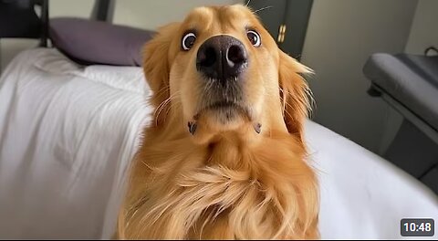 I Wanted a Dog, But God Gave Me a Comedian! 😂 Funny Golden Retriever Dogs Ever