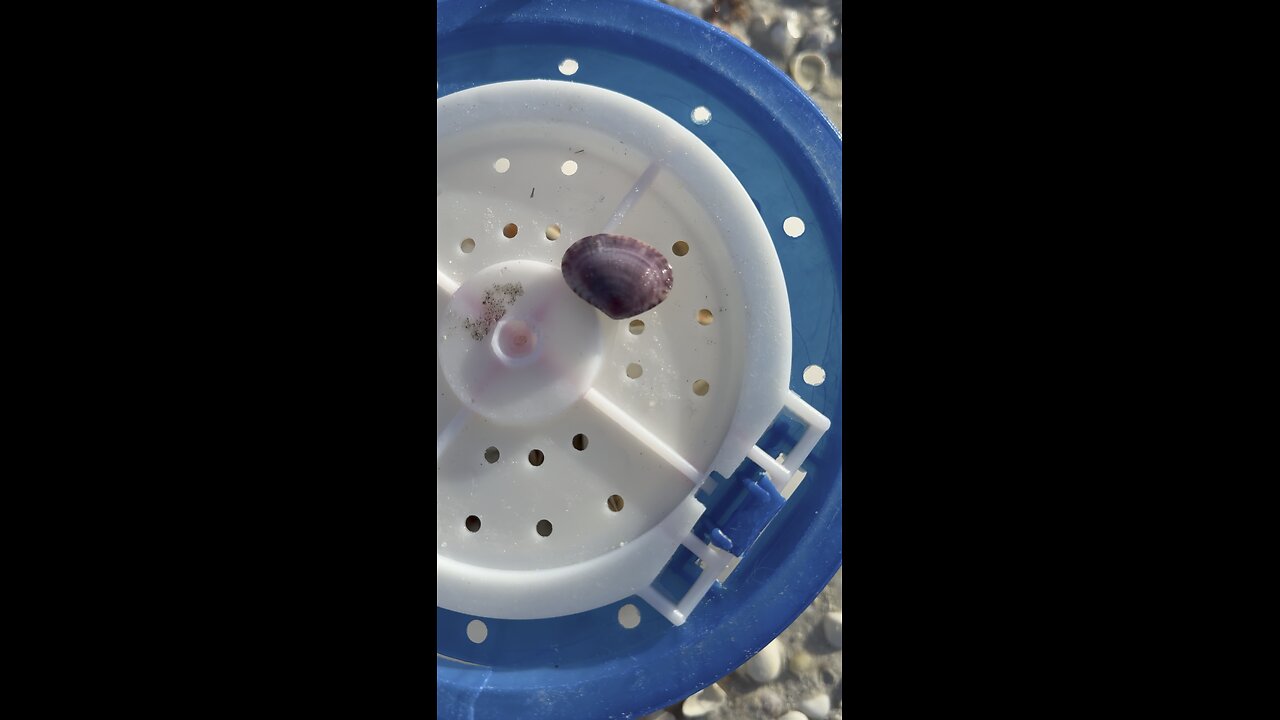 Alive Purplish Semele! | 4K