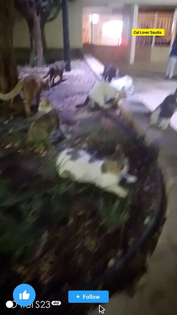 Cat lover Saudia arbia video in garden