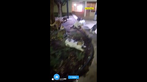 Cat lover Saudia arbia video in garden