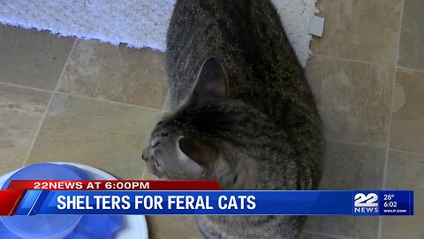 Local animal organizations invite community to build shelters for feral cats