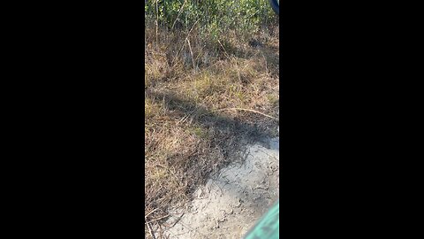 Talking to the dogs.