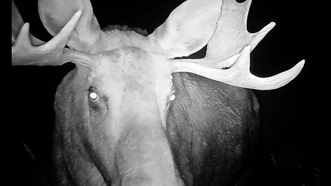 Trail cameras Nov 12th 2025