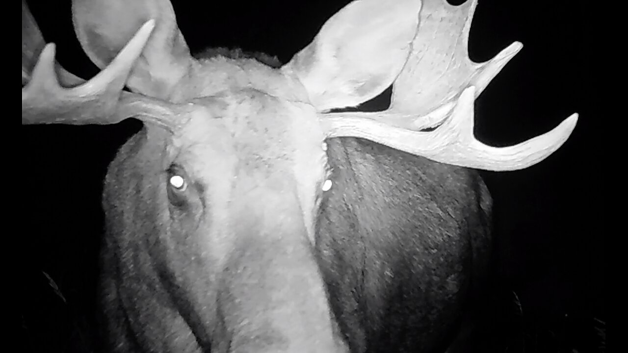 Trail cameras Nov 12th 2025