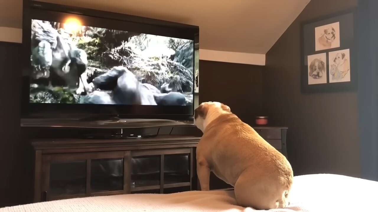 Bulldog Has Incredible Reaction To Actress In Trouble