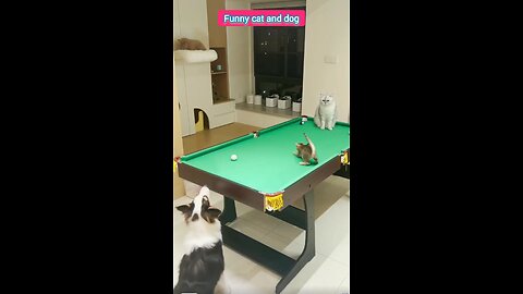 funny cats and dogs 