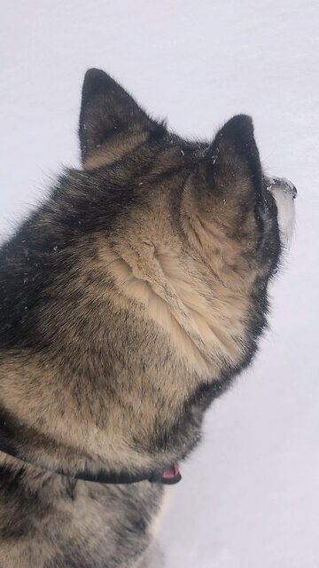 Wednesday January 15, This is the second death