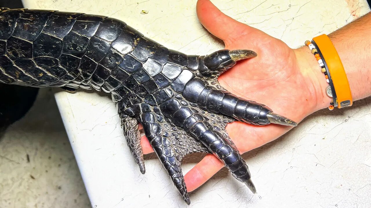 300-Pound Alligator Caught by Hand!