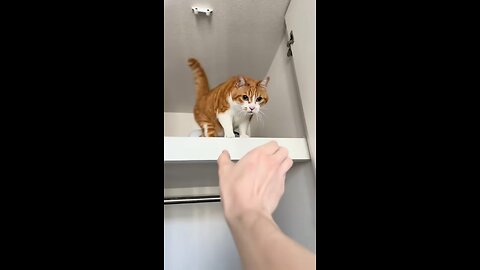 Funny Cats Compilation🤣🤣❤️🥰