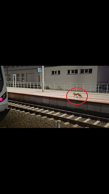 Lis biega po stacji PKP w Tczewie [Rumble Short]