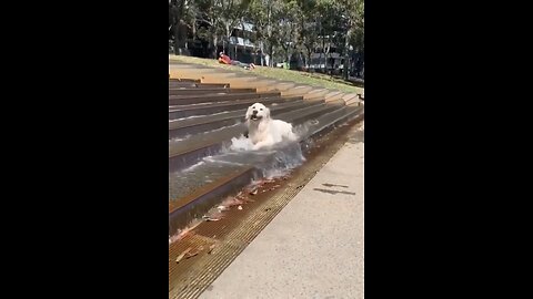 Puppy living his best life..😯