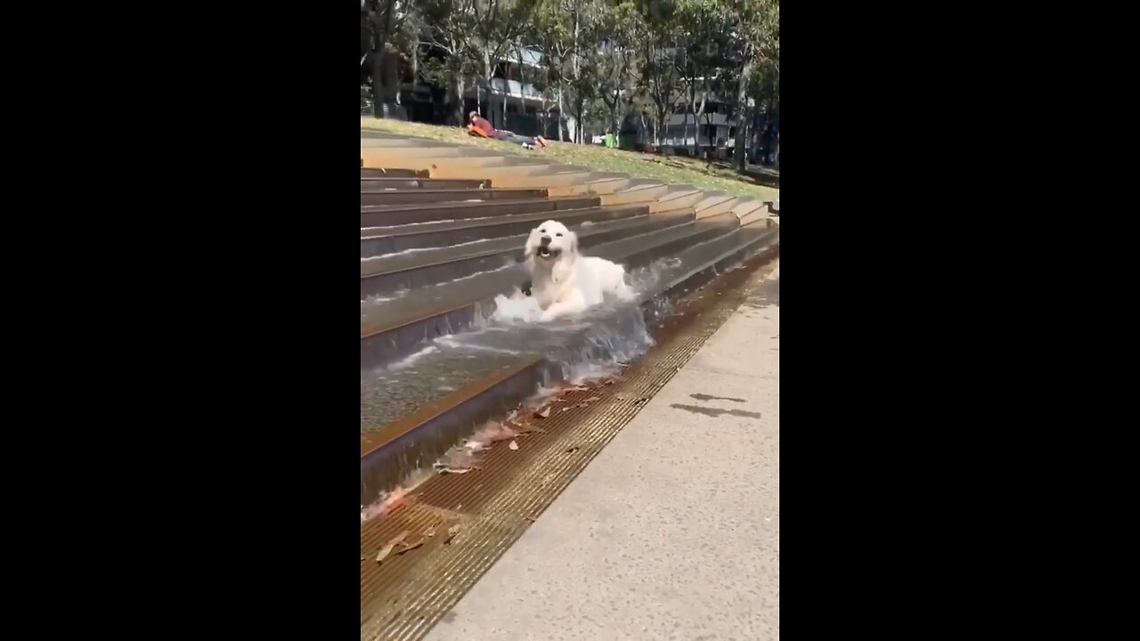 Puppy living his best life..😯