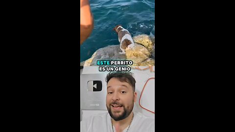 La habilidad para pescar de este perrito es increíble 🤯