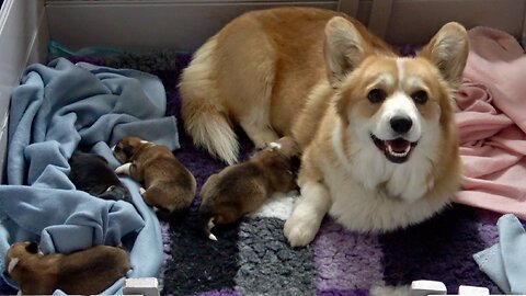 Seven's Litter Week 1