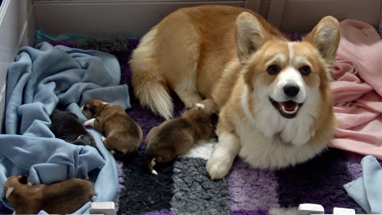 Seven's Litter Week 1