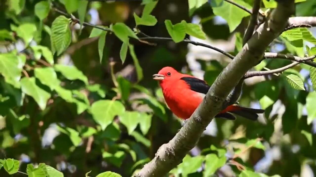 Connecticut bird population at risk due to common pesticides, Audubon report says