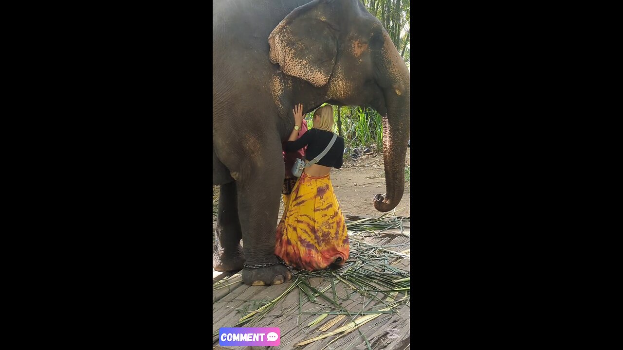 white lady kiss the elephant